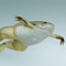 African clawed frog, Silurana sp