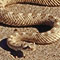 Mojave desert sidewinder, Crotalus cerastes cerastes