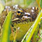 Mountain yellow-legged frog, Rana muscosa