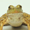 Bullfrog, Rana catesbeiana
