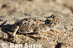 Desert horned lizard, Phrynosoma platyrhinos