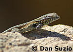 Side-blotched lizard, Uta stansburiana