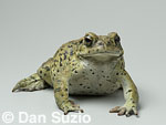 Western toad, Bufo boreas