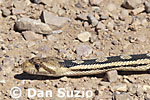 Pituophis catenifer deserticola, Great Basin gopher snake