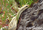 Mojave patch-nosed snake, Salvadora hexalepis mojavensis