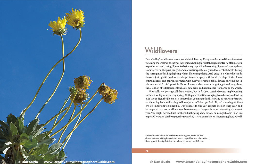 Death Valley Photographers Guide - Wildflowers