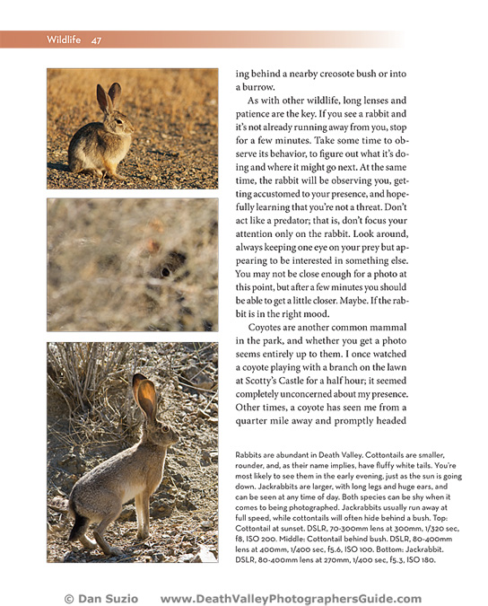 Death Valley Photographers Guide - Wildlife