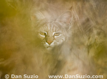 Bobcat
