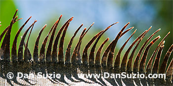 Spines of green iguana