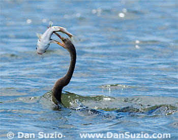 Anhinga with catfish