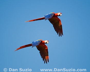 Scarlet macaws