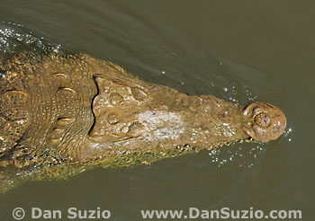 American crocodile