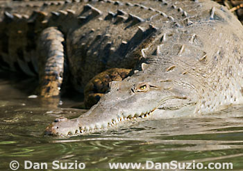 American crocodile