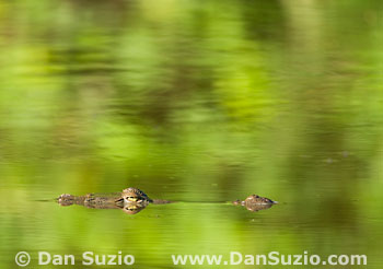 American crocodile
