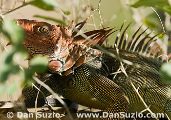 Green iguana
