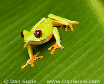 Red-eyed treefrog