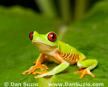 Red-eyed treefrog