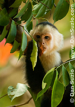 White-faced capuchin