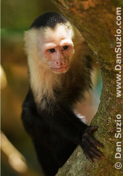 White-faced capuchin