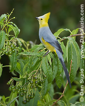 Long-tailed silky flycatcher