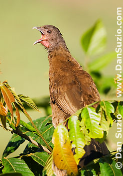 Gray-headed chachalaca