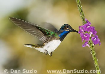 White-necked jacobin