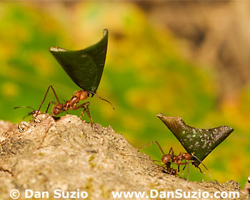 Leafcutter ants
