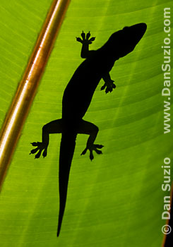 House gecko