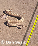 Death Valley sidewinder races