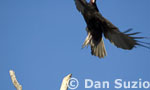Turkey vulture, Carthartes aura
