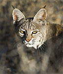 Bobcat, Lynx rufus, Death Valley National Park