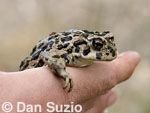 Amargosa Toad