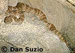 Southwestern speckled rattlesnake, Crotalus mitchellii pyrrhus